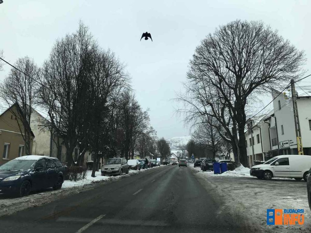 budaors_karoly_kiraly_u_2026jan14