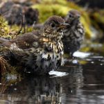 Csobánka, 2025. március 11. Énekes rigó (Turdus philomelos) a Pest vármegyei Csobánka környékén 2025. március 11-én. MTI/Kovács Attila