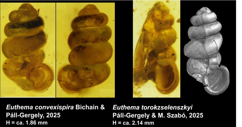 uj_csigafajok_2026jan_facebook_kep