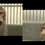 © ELTE PPK | A videókban bemutatott domináns (balra) és alárendelt (jobbra) majom közötti interakció.