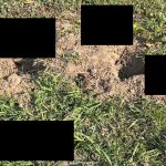 doglott0_macskak_a_Szabdsag_uton_Budaorson_2026marc22 másolat