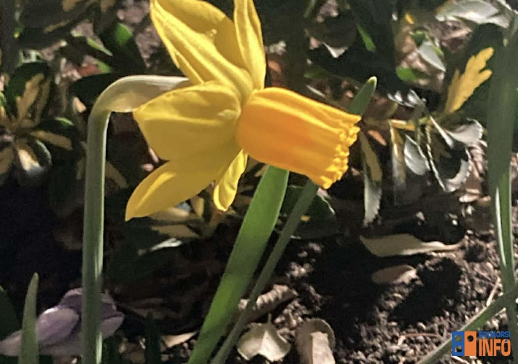 tavasz_pityke_narcisz_virag_2026marc9_edit_kepe