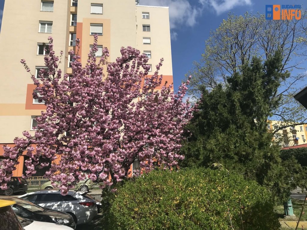 budaors_lakotelep_tavasz_levai_2026apr12