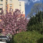 budaors_lakotelep_tavasz_levai_2026apr12