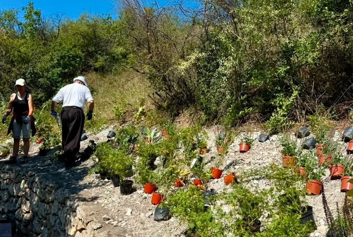kohegy_novenyultetetes4_monostori_kalovits_kep_2026jul3